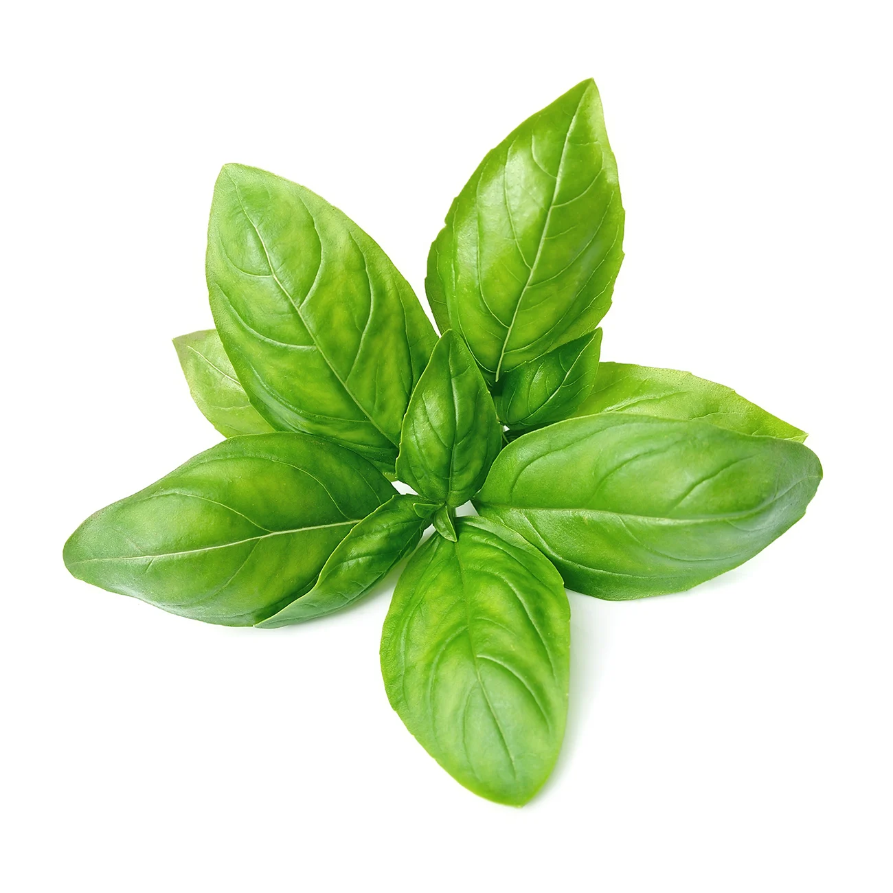 Basil Herb Seeds