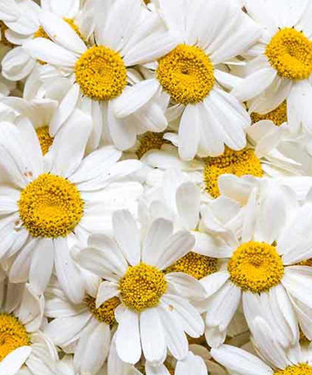 Daisy Flower Seeds