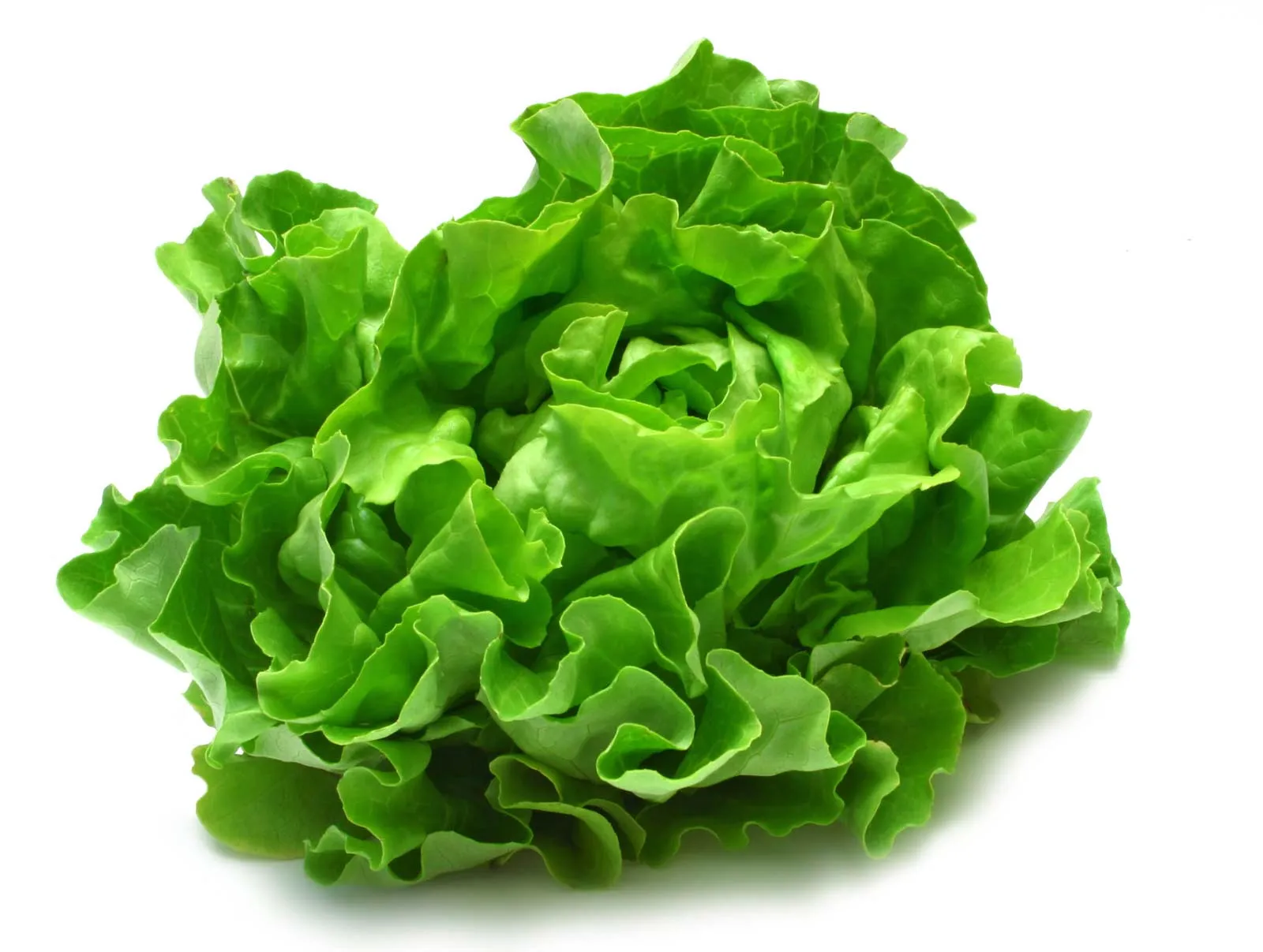 Lettuce Seeds