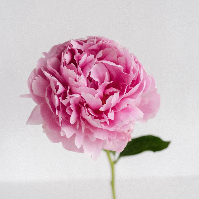 Peony Flower Seeds