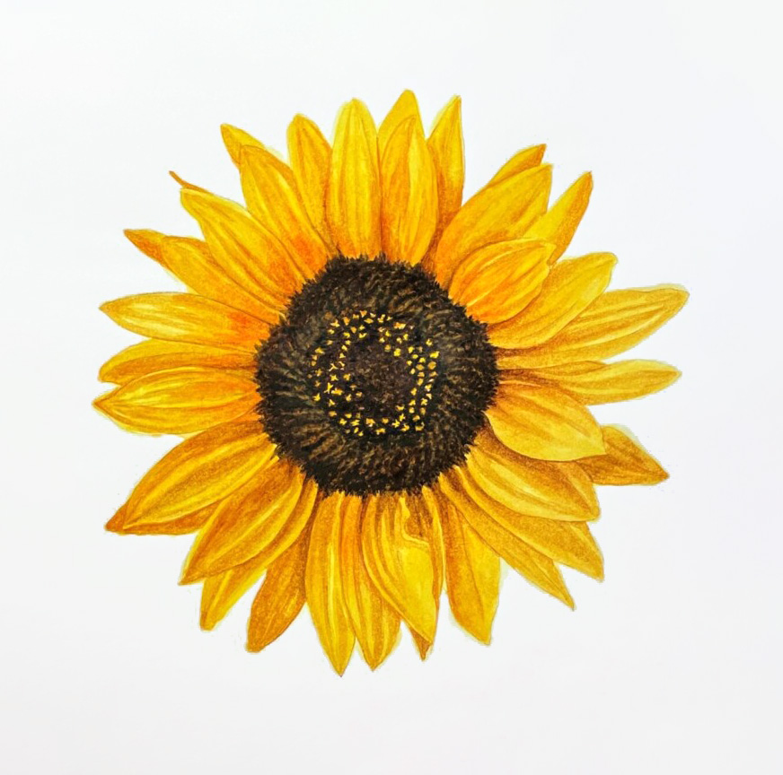 Sunflower Seeds