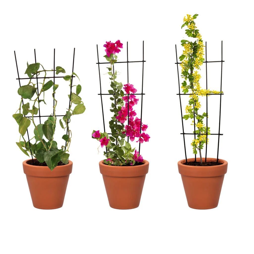 Plant Support Trellis